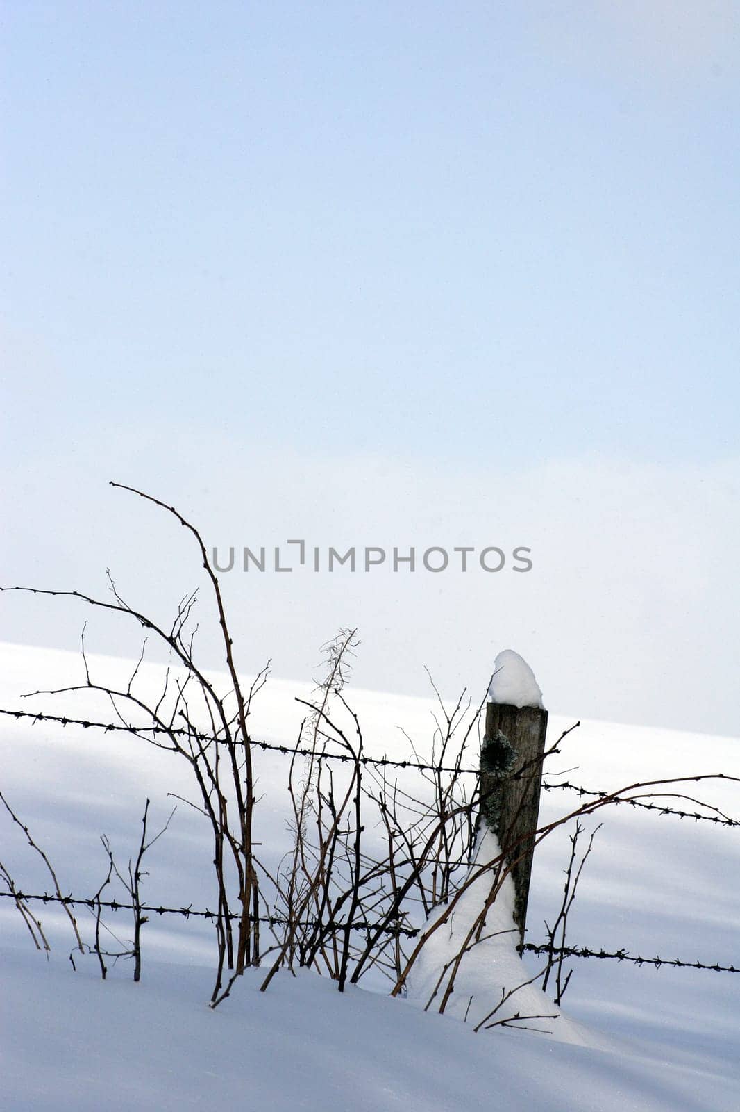 Winter shrub
