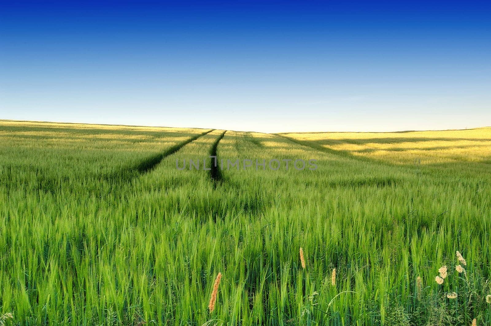 Landscape 1