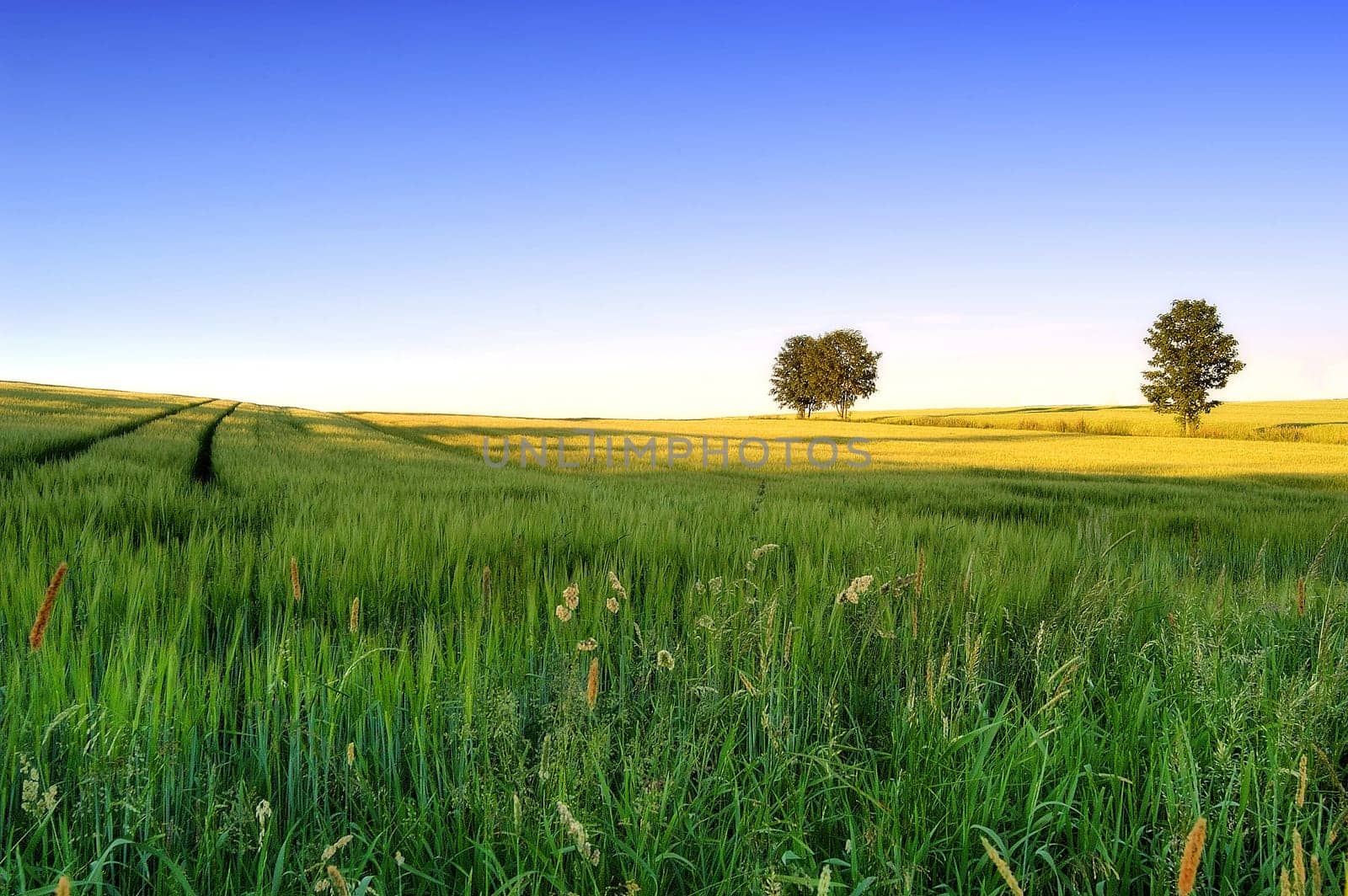 Landscape 4