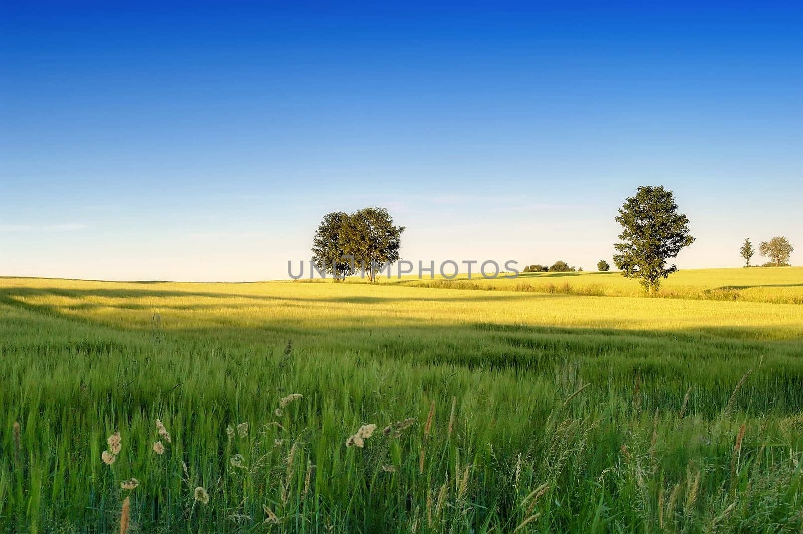 Landscape 2