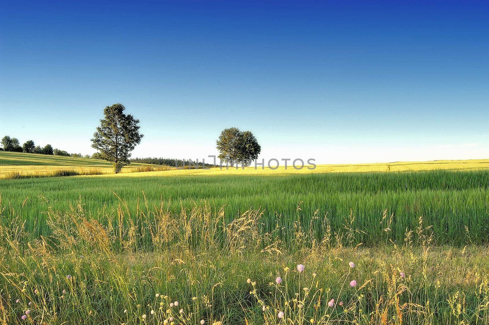 Landscape 3