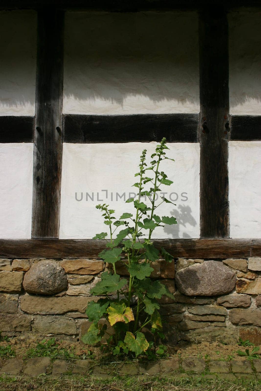 Plant in front of house wall