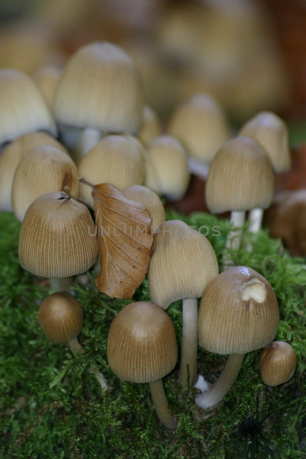 Autumn mushrooms
