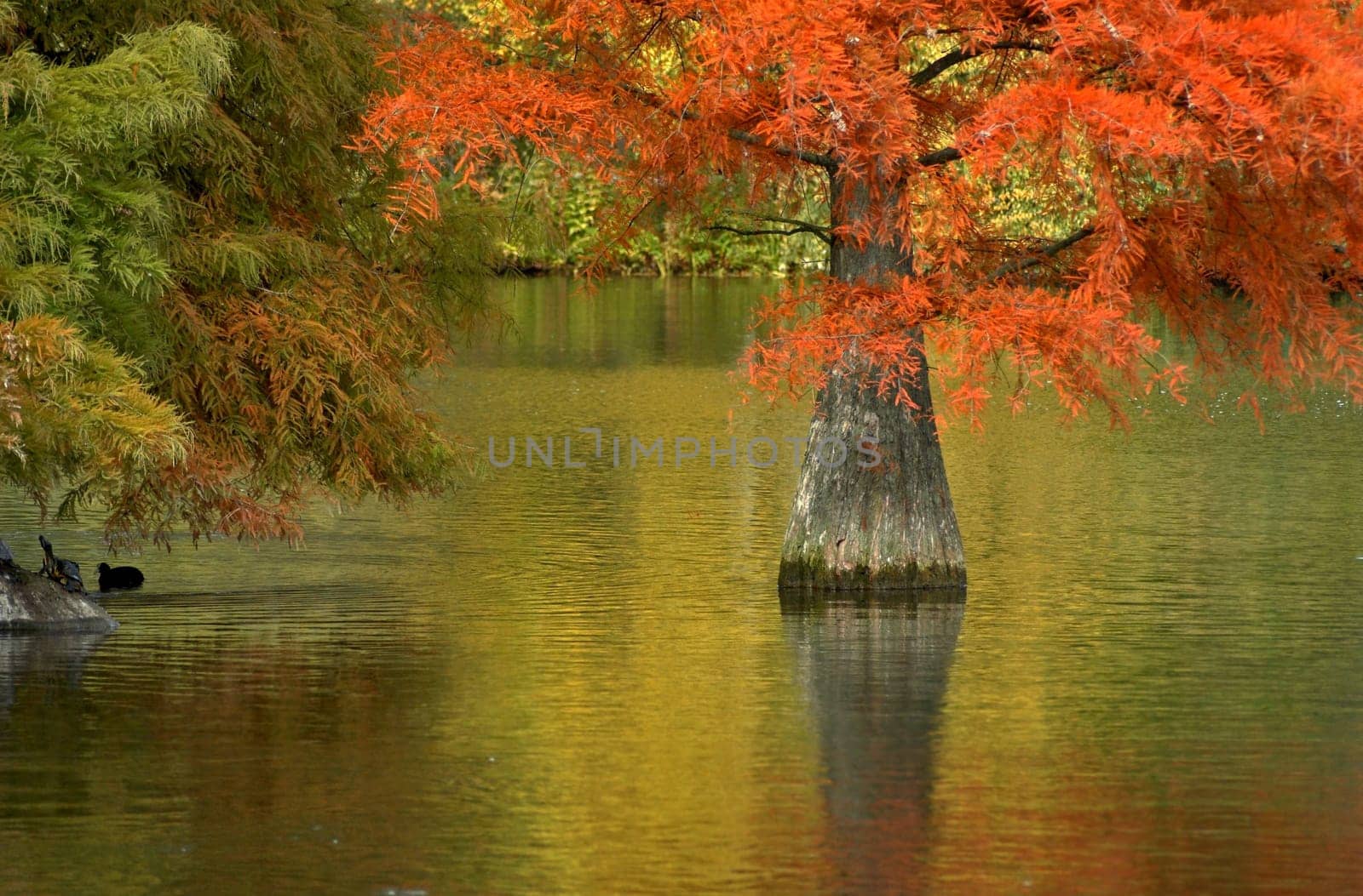 it's just wonderful to see the cypresses in my favorite park around the lake change color in autumn.
