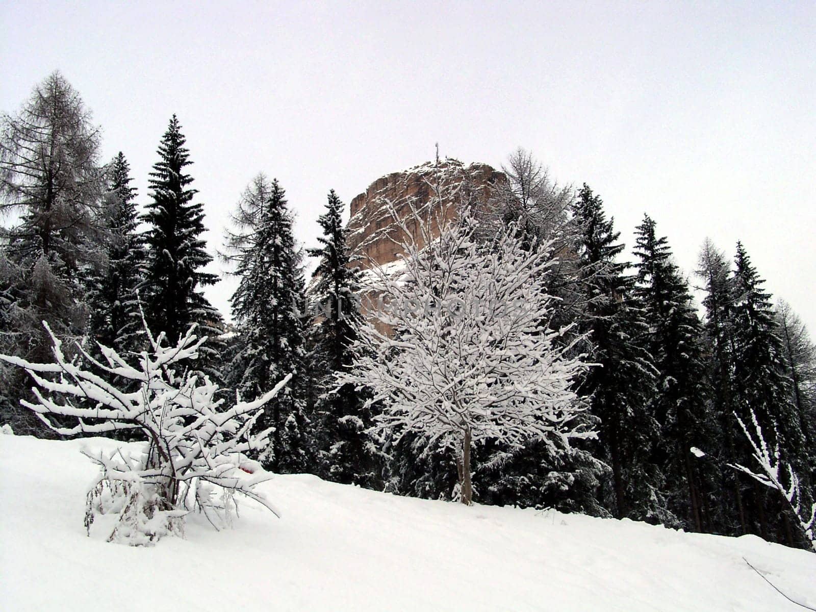 Trees in the snow