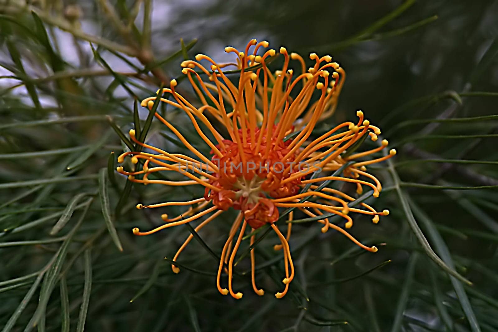 From my time in Sydney,2003 I think it's a calliemon if anyone knows better,please let me know! I have saved all these pictures under 'Bottlebrush'!
