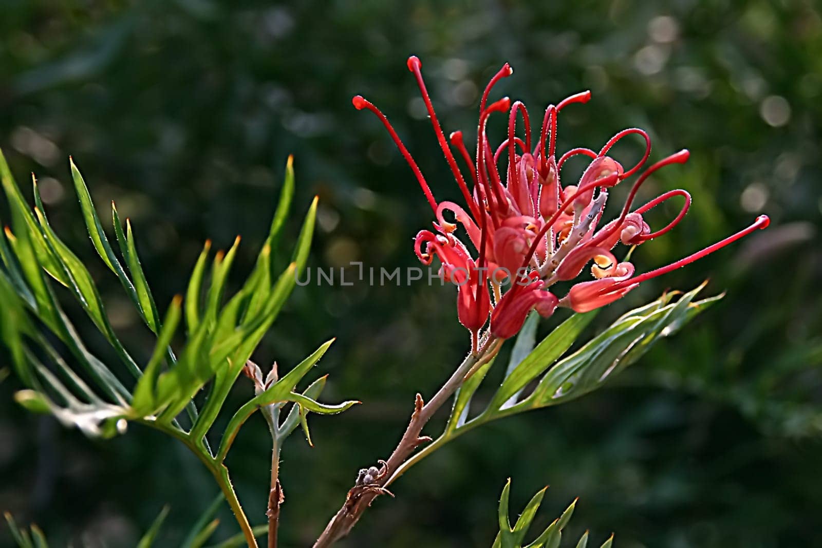 From my time in Sydney,2003 I think it's a Callistemon citrinus,if anyone knows better,please let me know! I have saved all these pictures under 'Bottlebrush'!