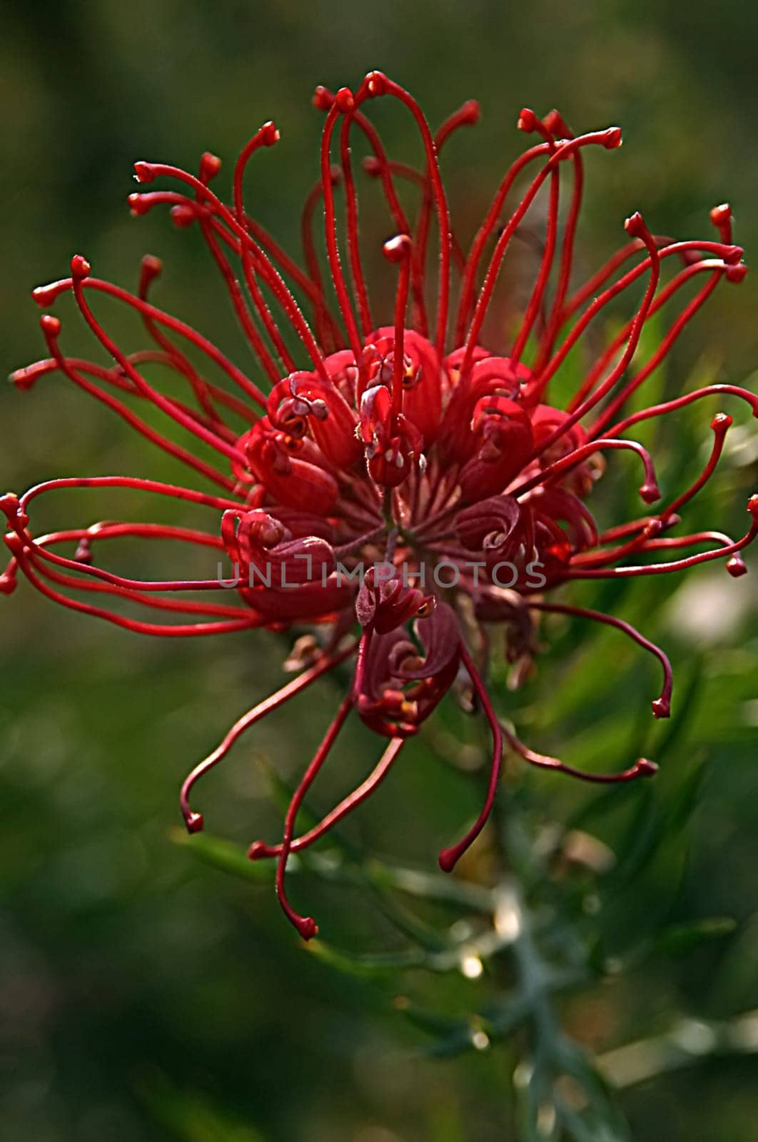 From my time in Sydney,2003 I think it's a Callistemon citrinus,if anyone knows better,please let me know! I have saved all these pictures under 'Bottlebrush'!