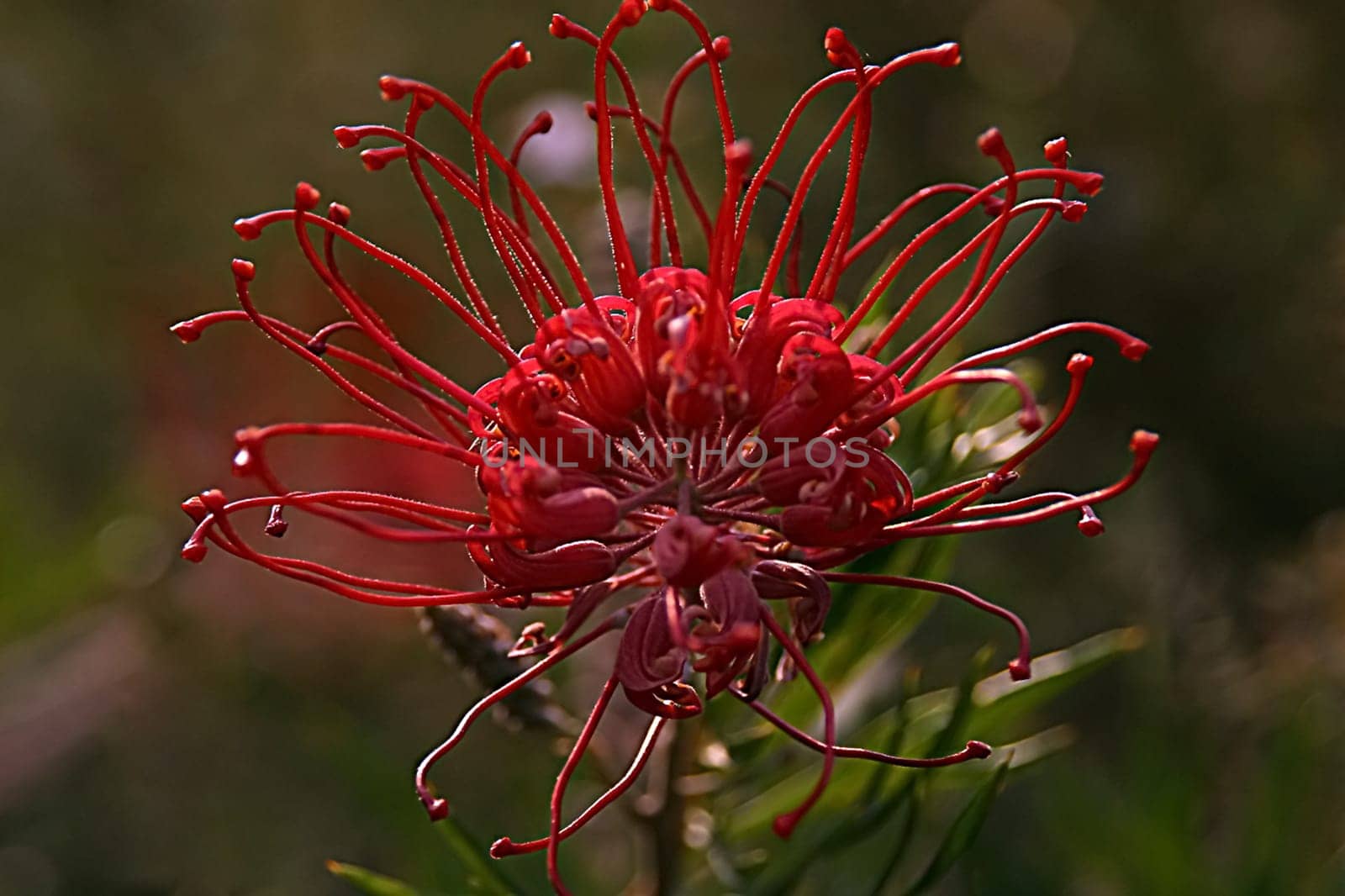 From my time in Sydney,2003 I think it's a Callistemon citrinus,if anyone knows better,please let me know! I have saved all these pictures under 'Bottlebrush'!