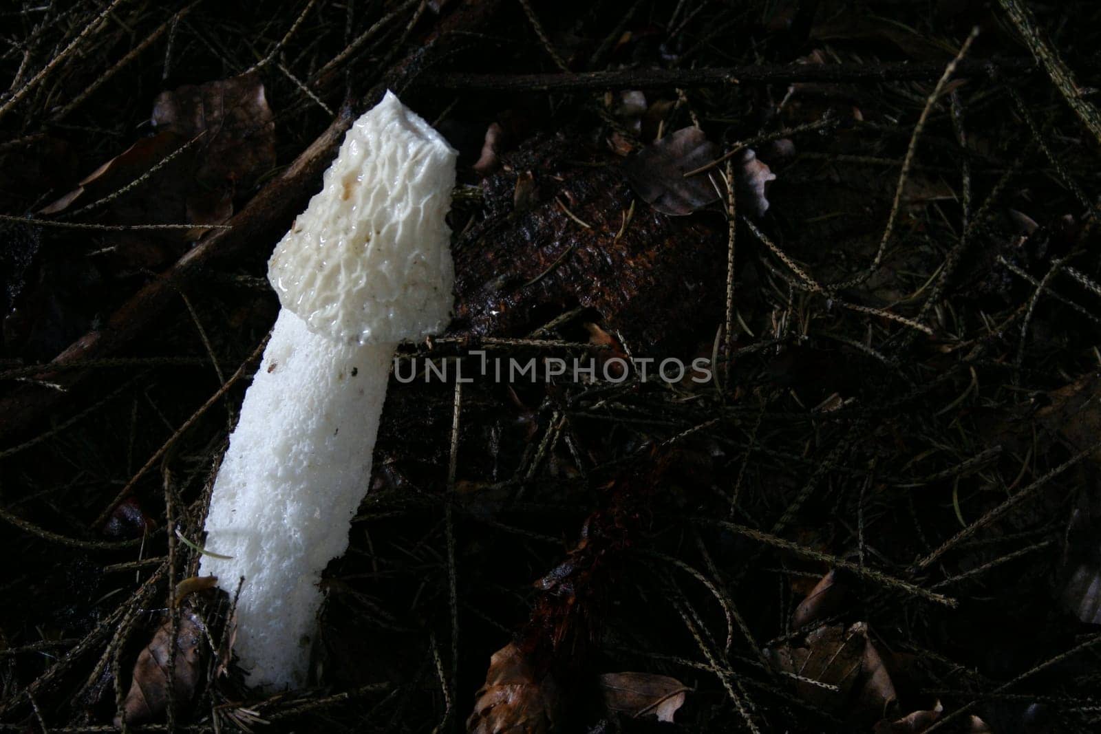 Stinkhorn