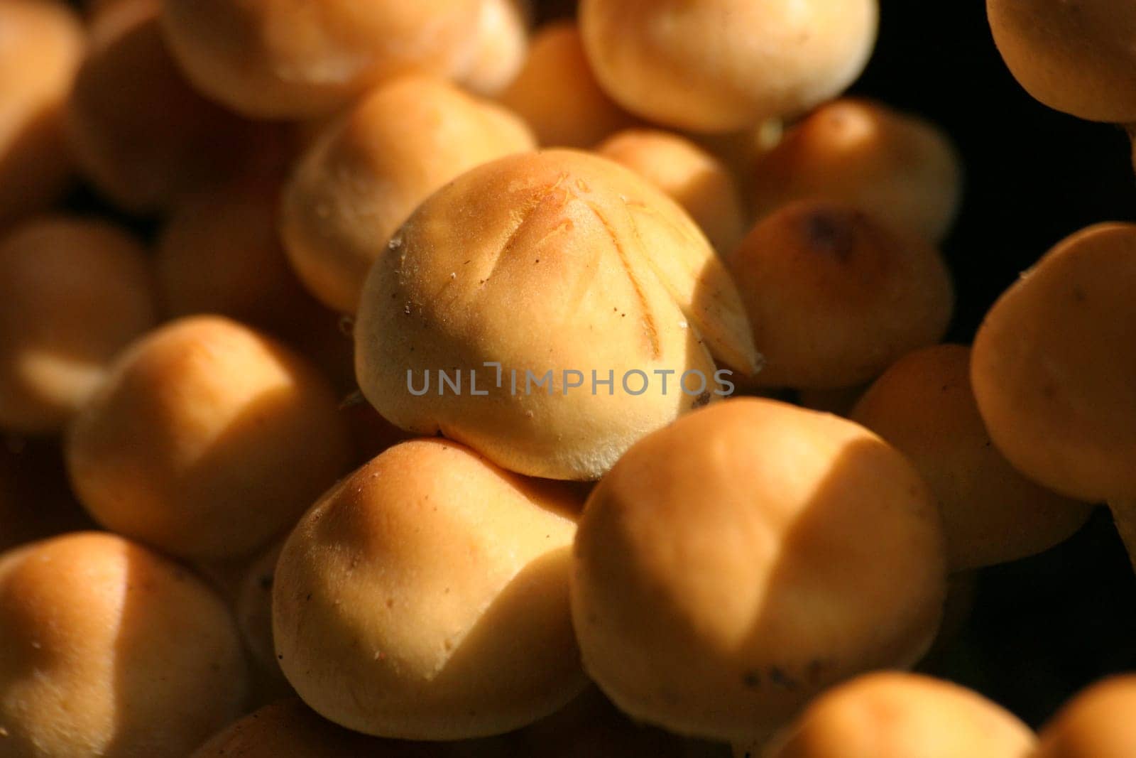 Mushroom heads