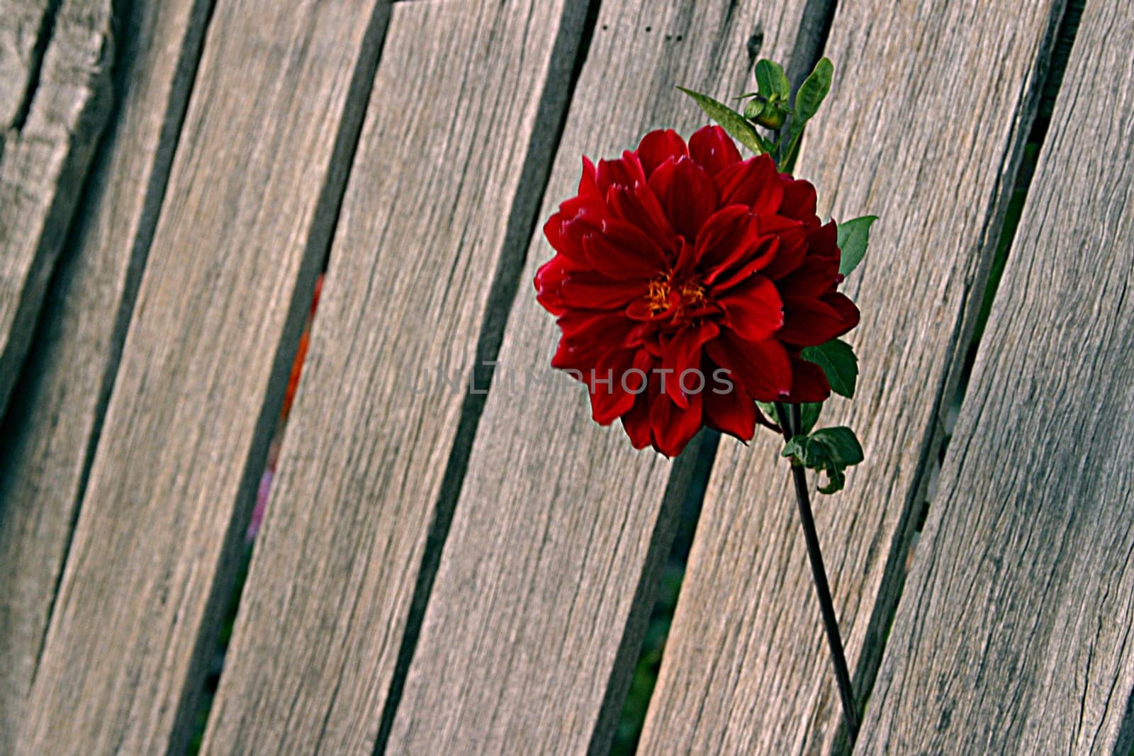 From my time in Sydney,2003 Here I'm pretty sure it's a gerbera!