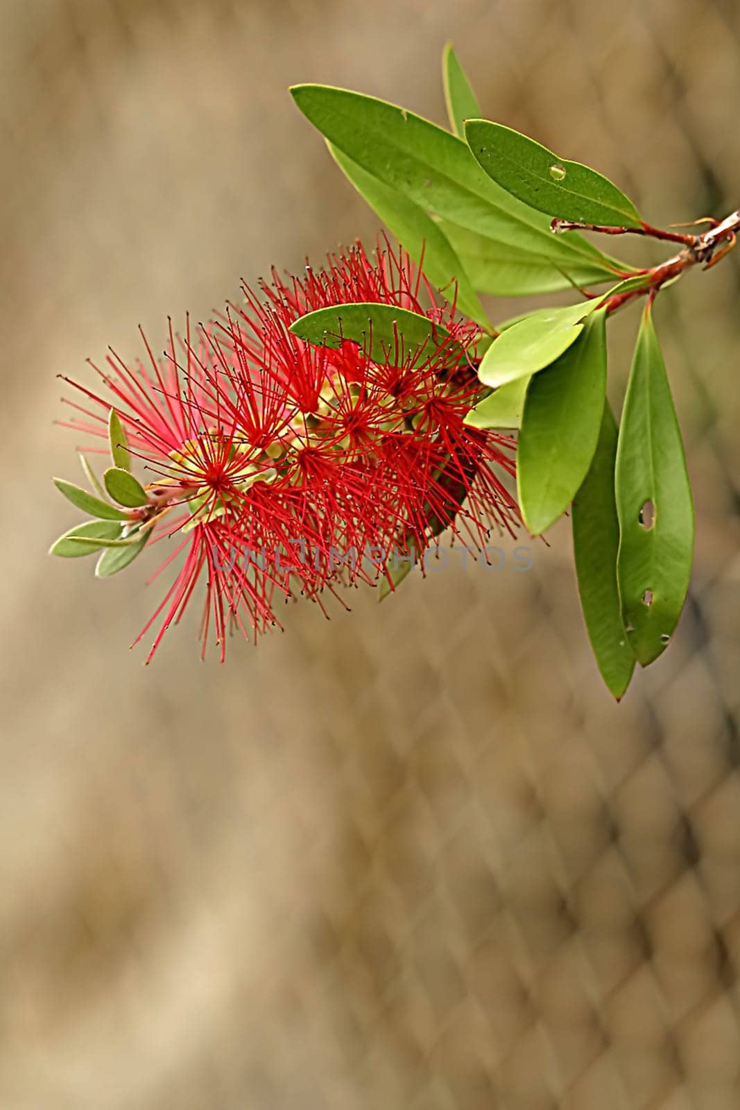 From my time in Sydney,2003 Again,I believe this is a bottlebrush,Callistemon citrinus. Again,I would be grateful for instruction,as I have saved all these photos under 'bottlebrush'.