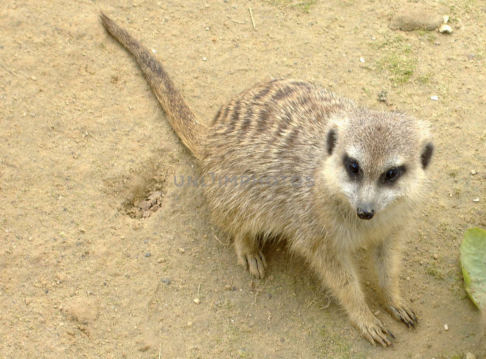 Meerkat