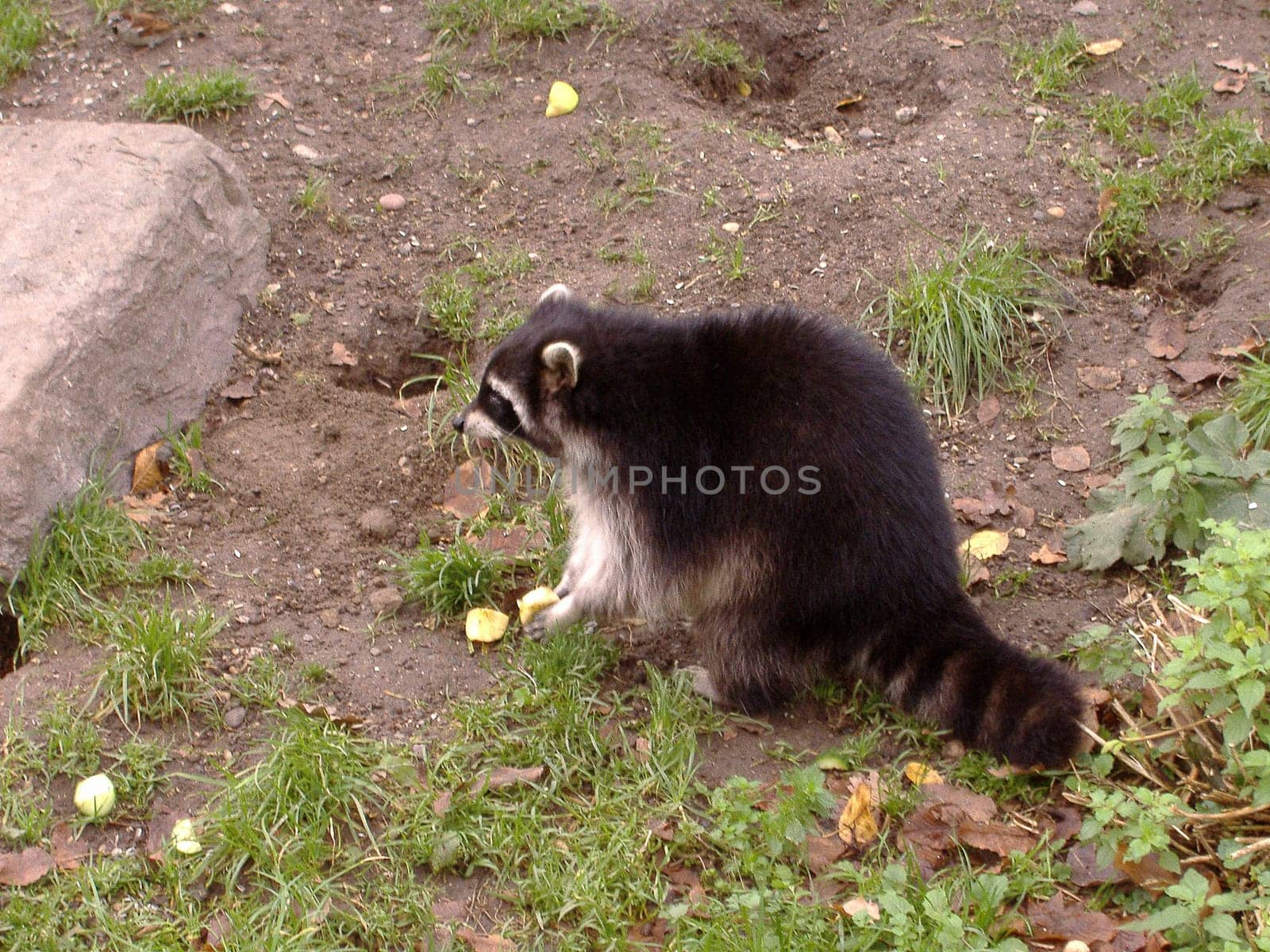Raccoon