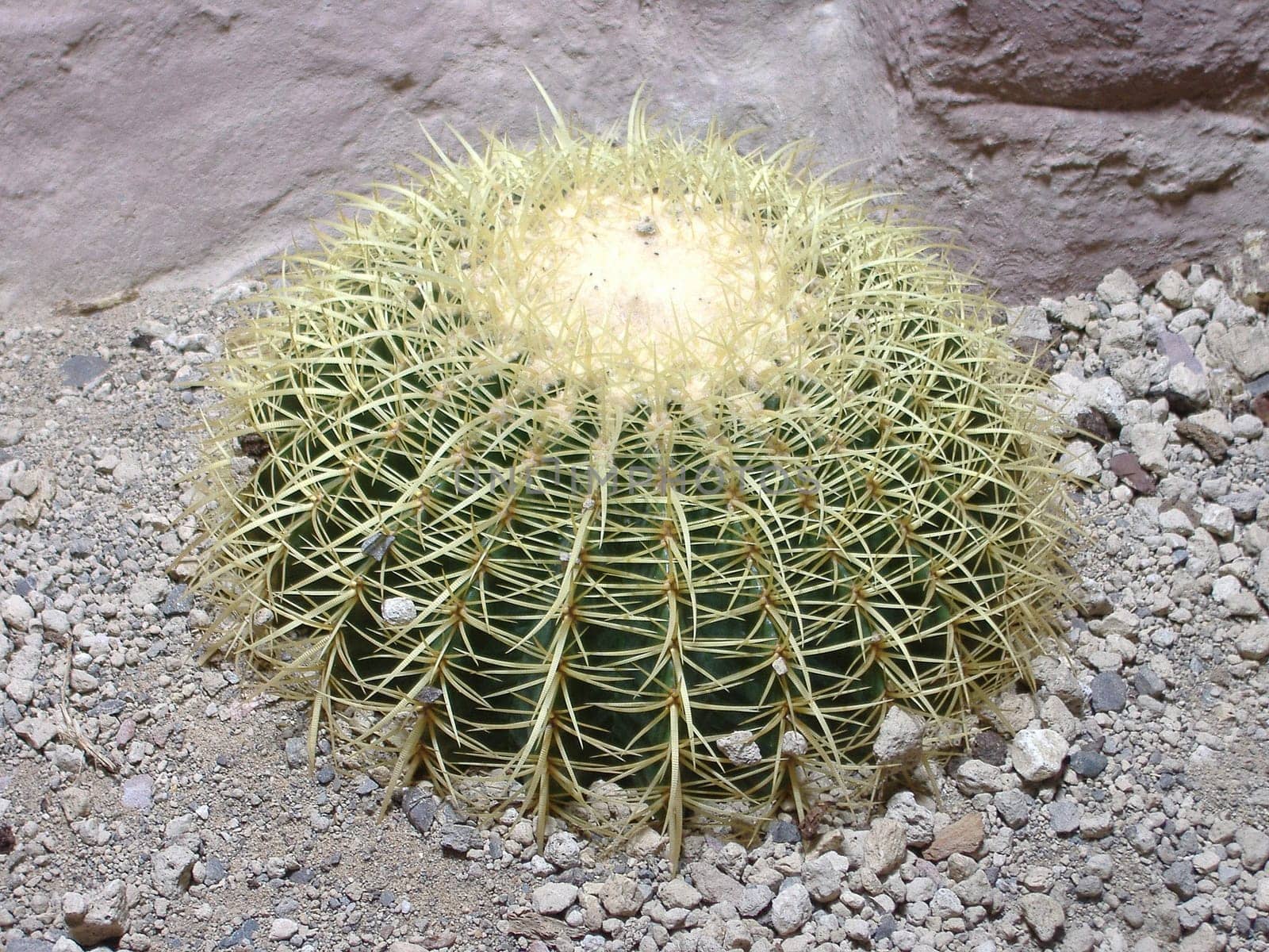 Golden ball cactus