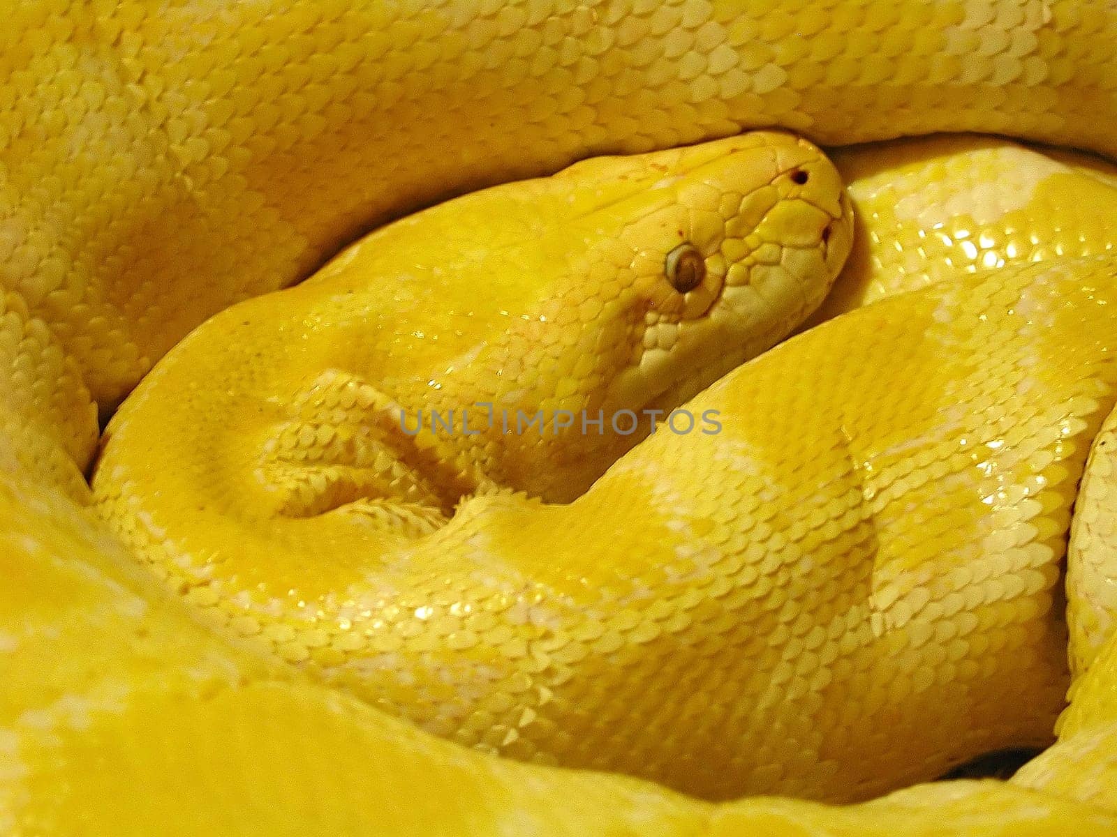 Yellow Snake