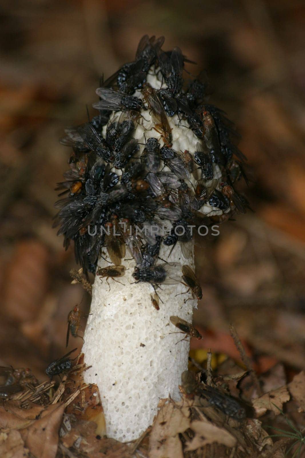 Swarm of flies on a common stink morel