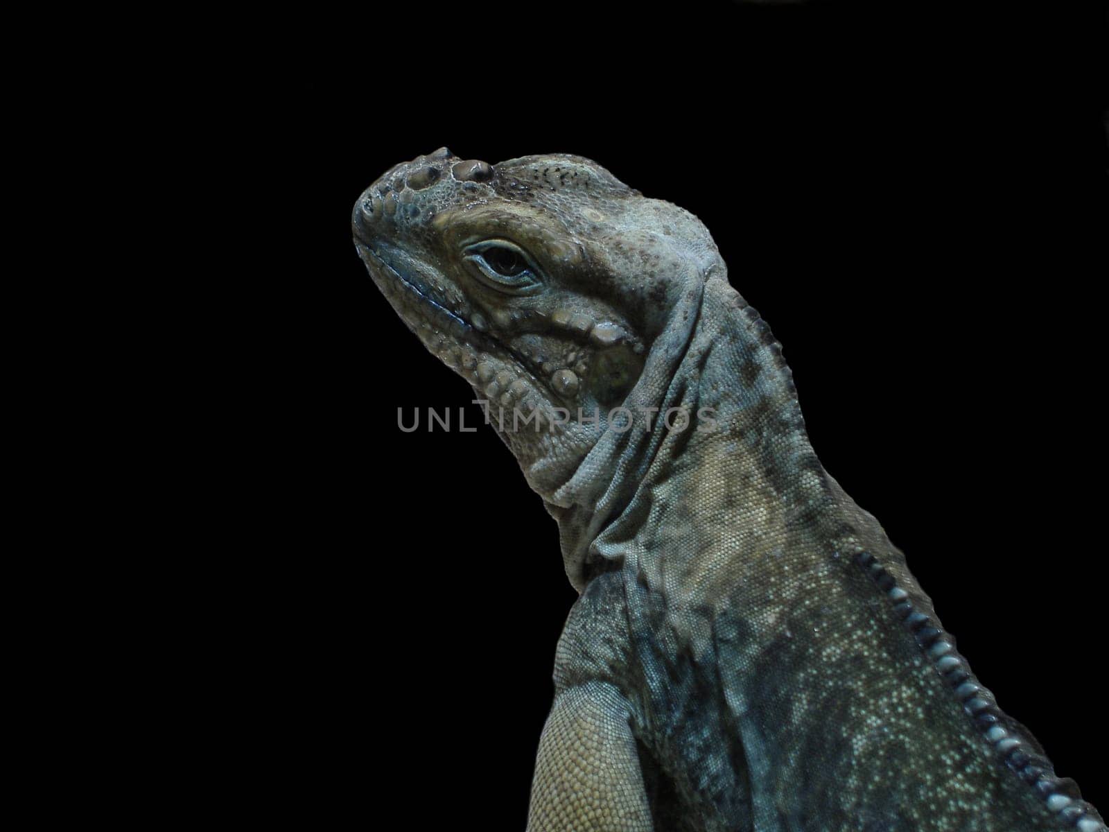 Iguana Portrait