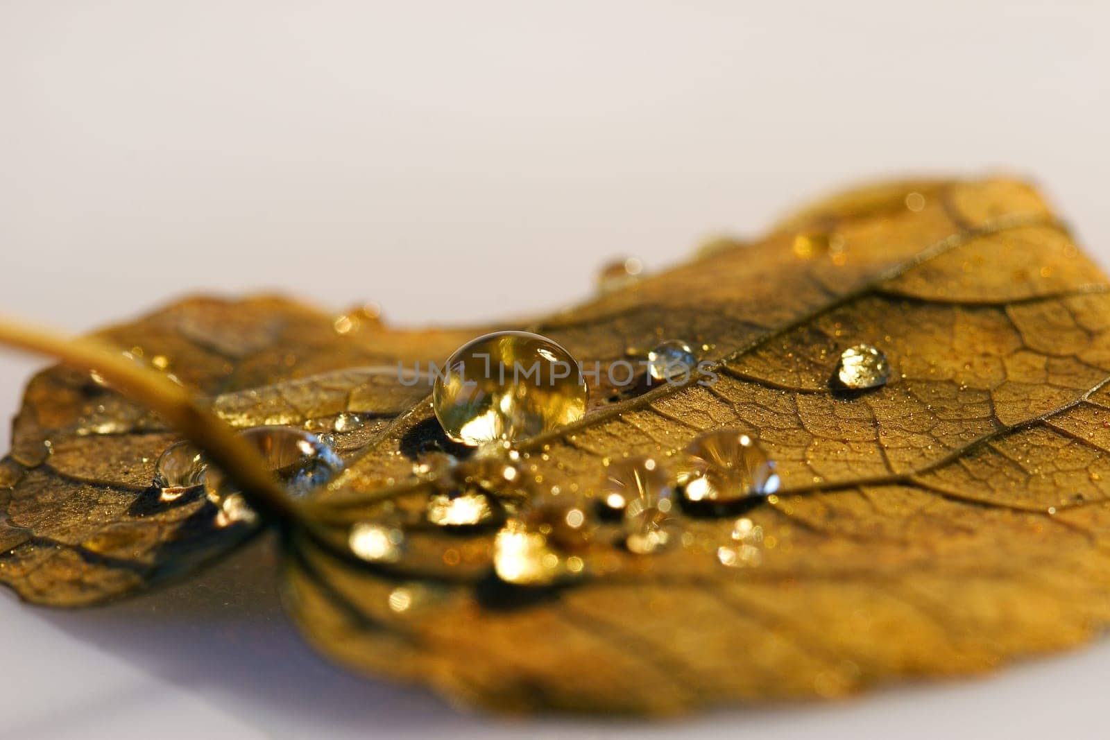 the last traces of autumn...