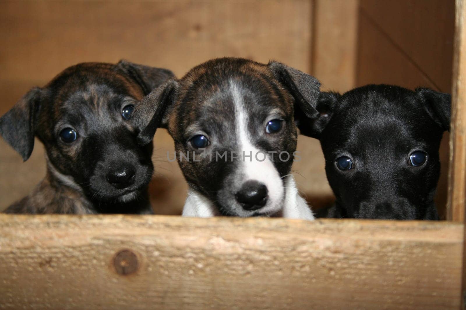 Whippet puppies 5 weeks old. Now life comes into the place.