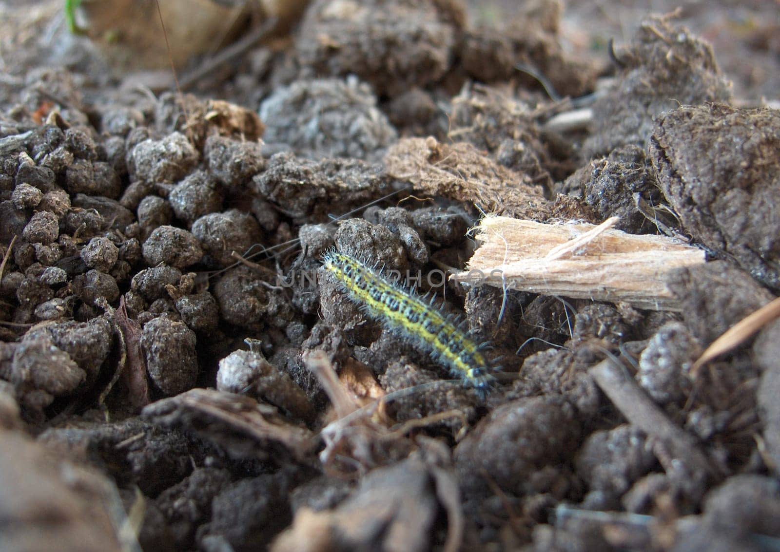 Small caterpillar