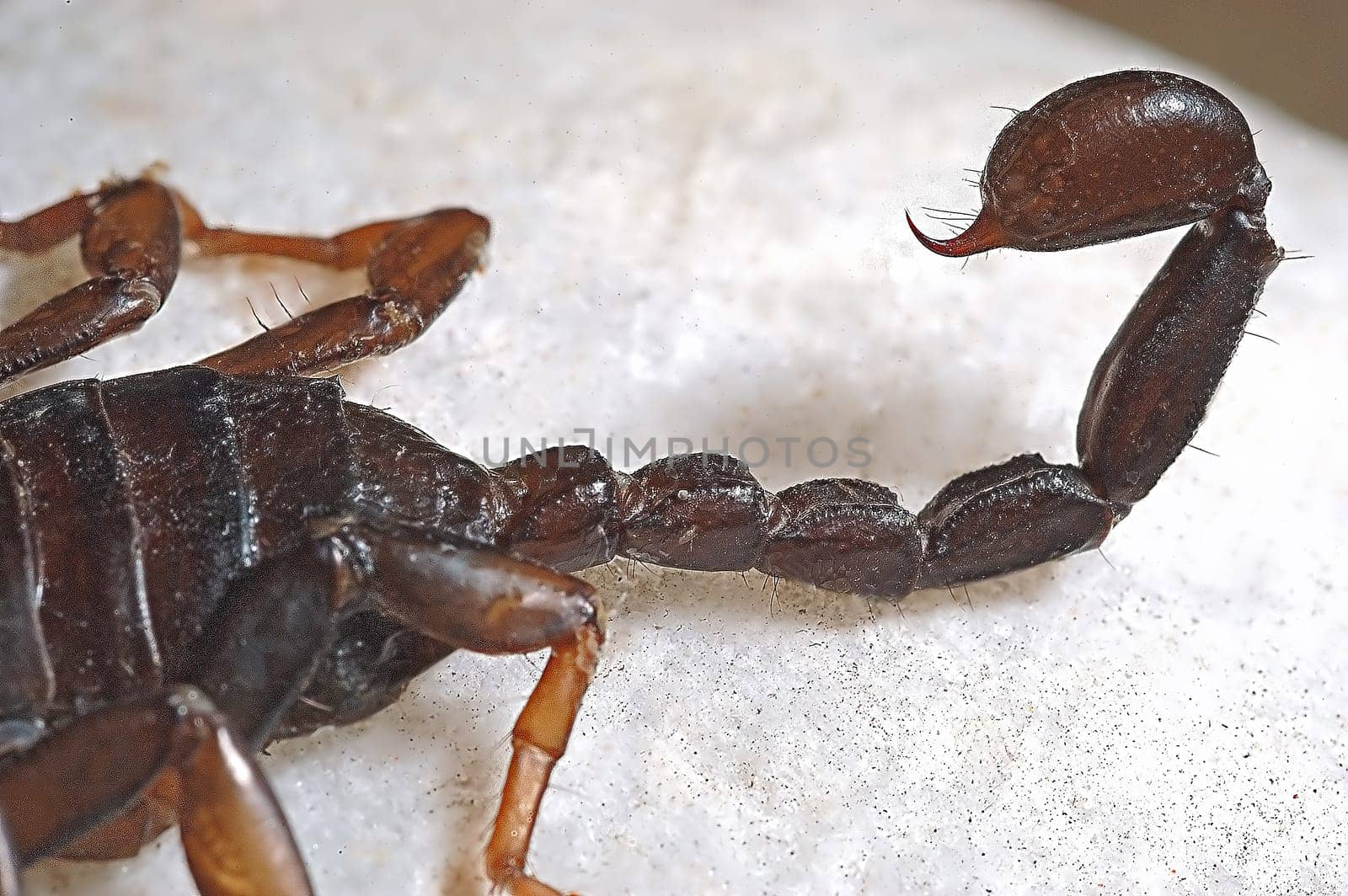 Scorpio 1