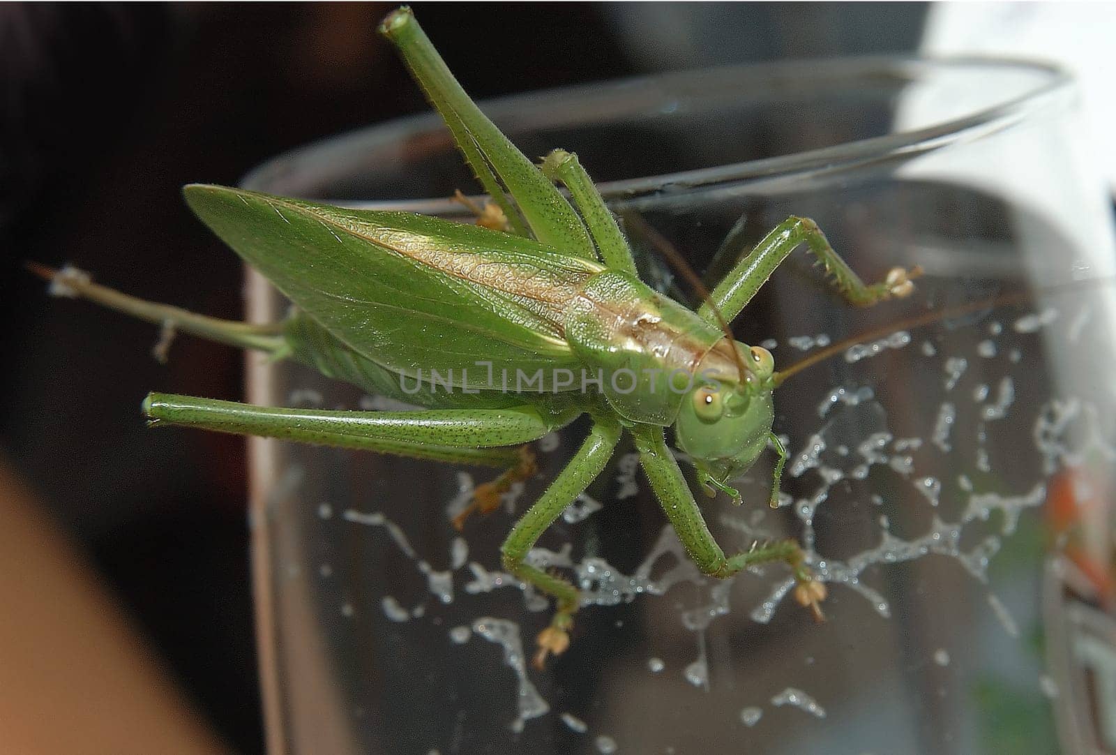 Grasshopper