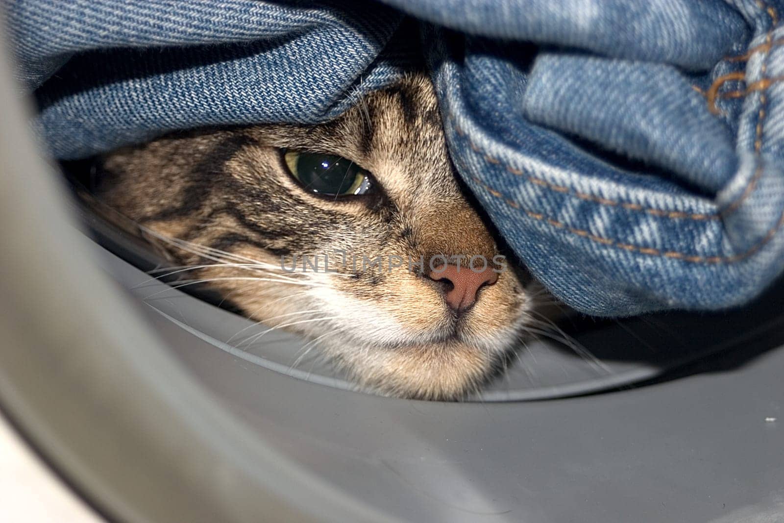Cat wash 03