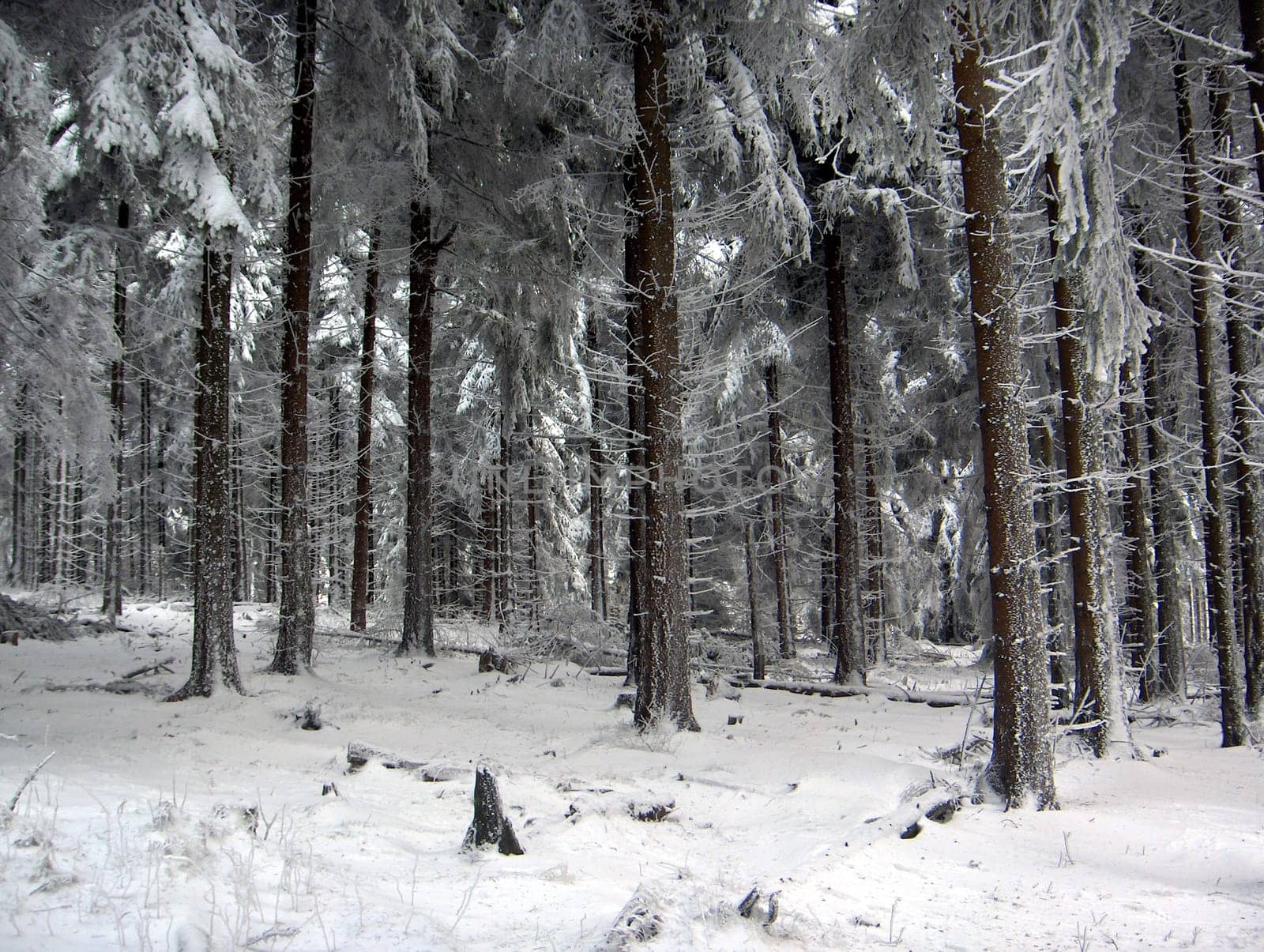 On the Feldberg