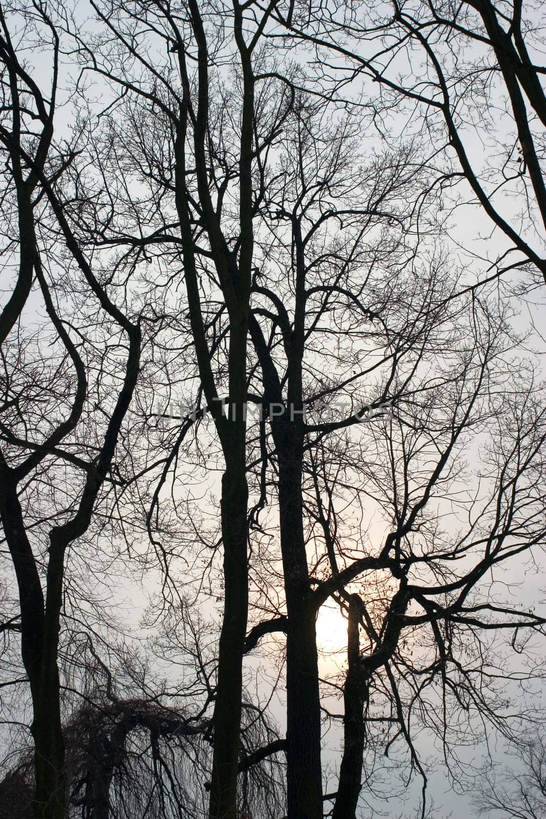 Winter sun