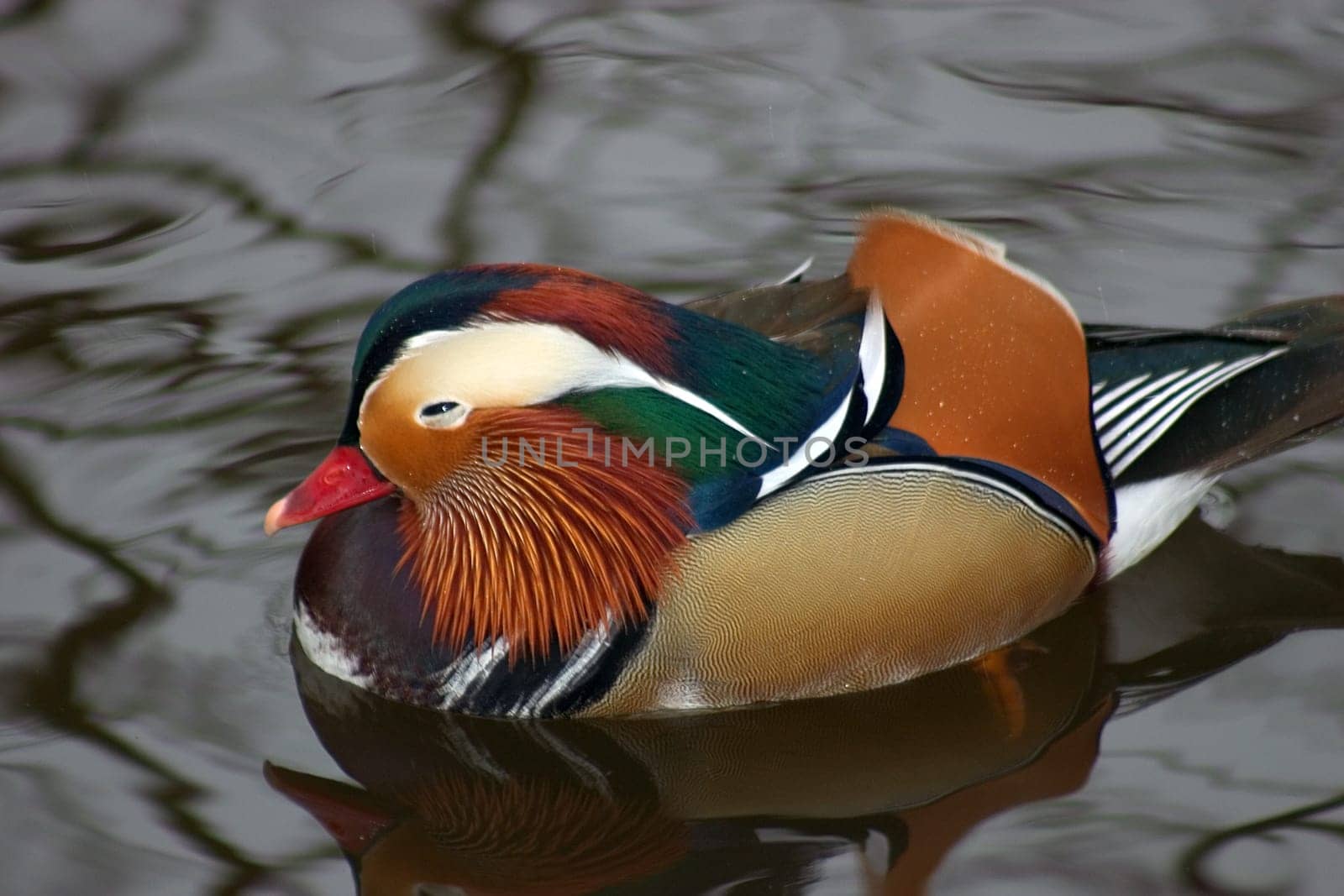 Mandarin Duck Drake 01