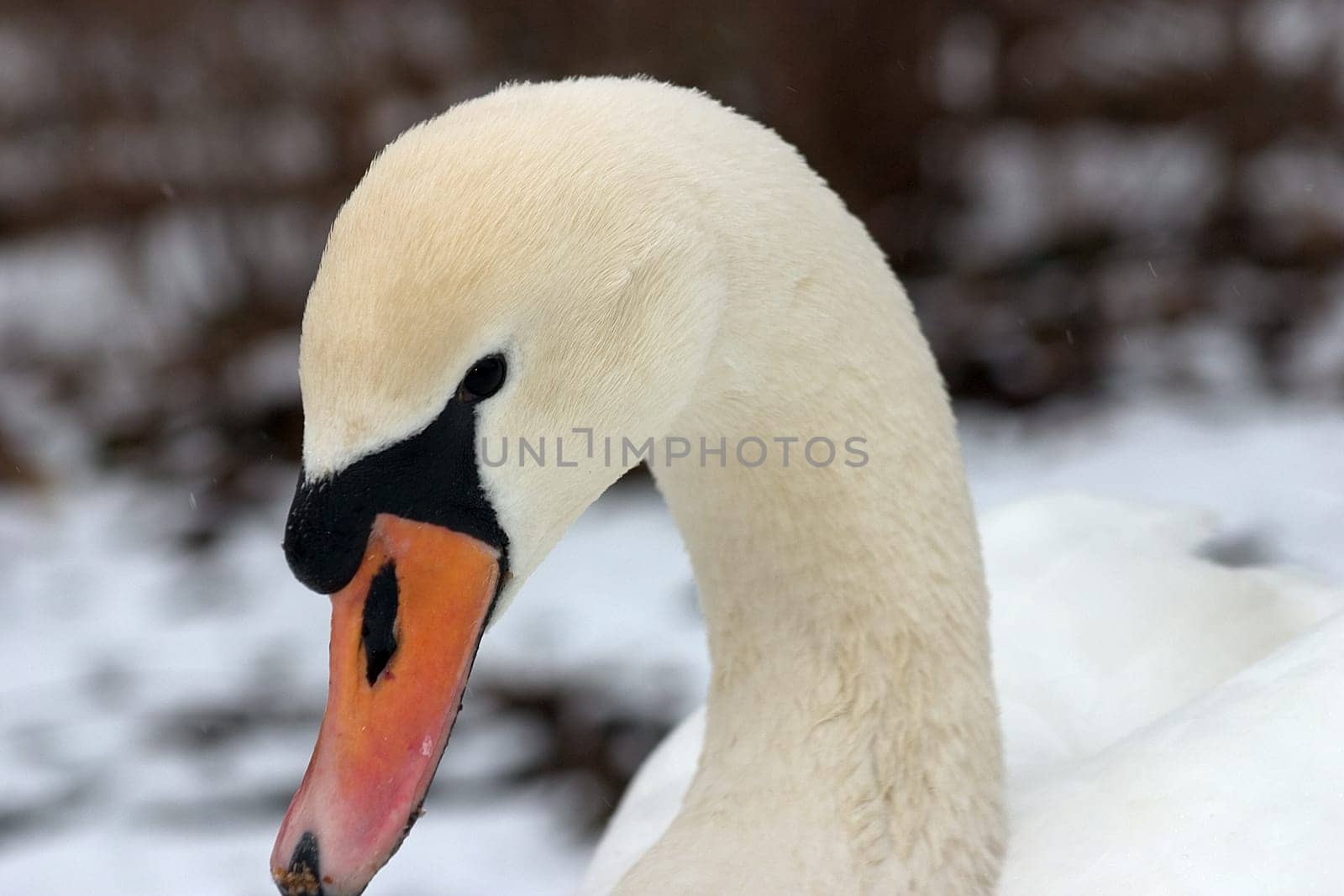 Goosehead 01