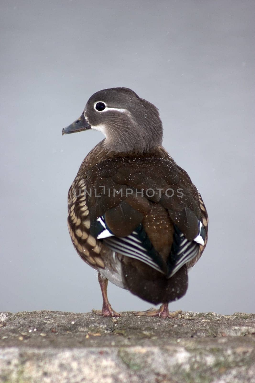 Mandarin duck female 02