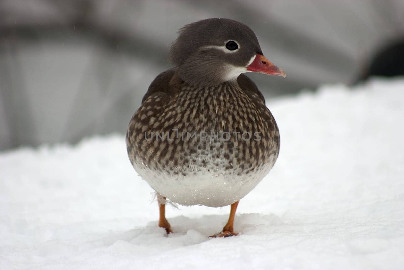 Mandarin duck females