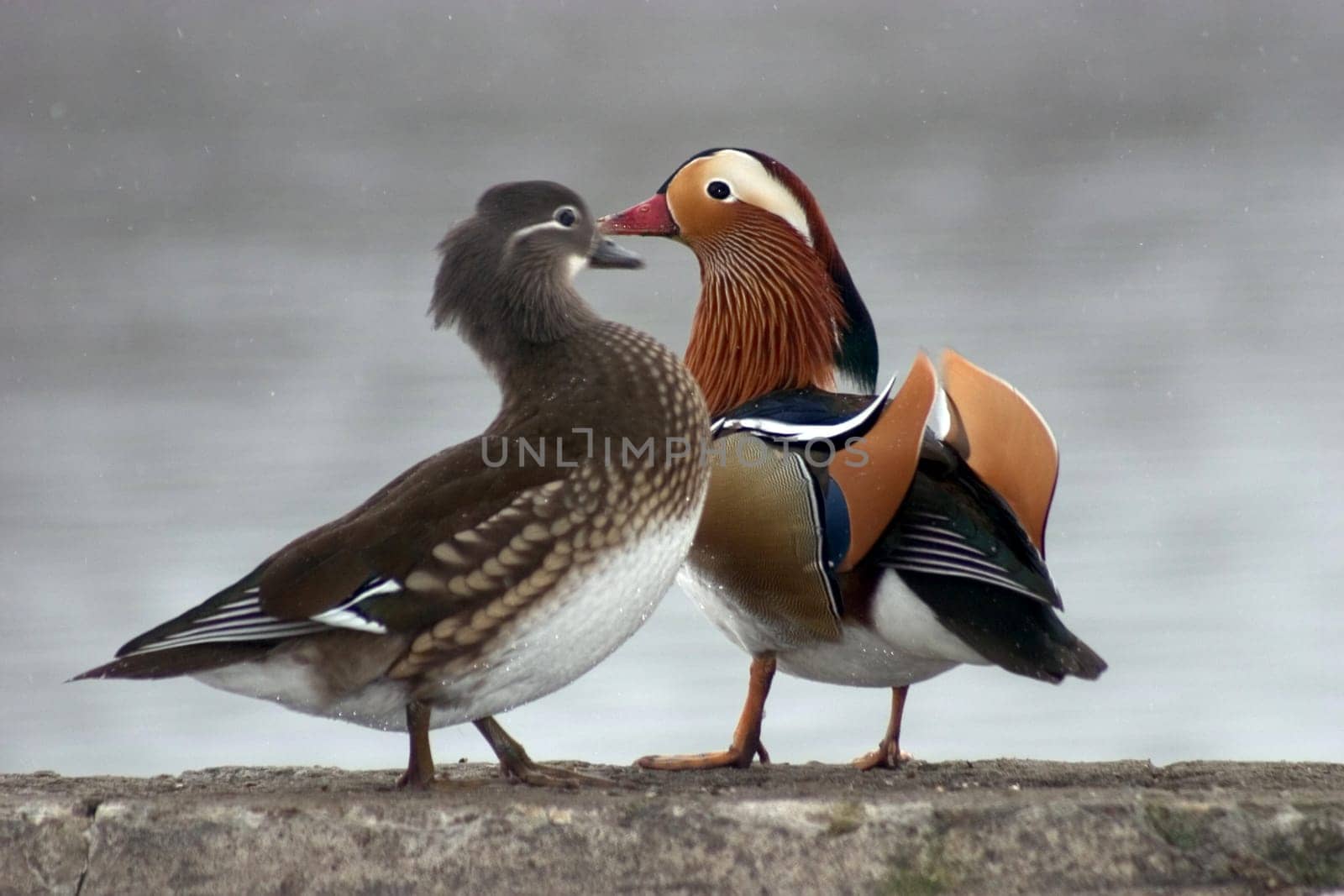 Mandarin Ducks Pair 02