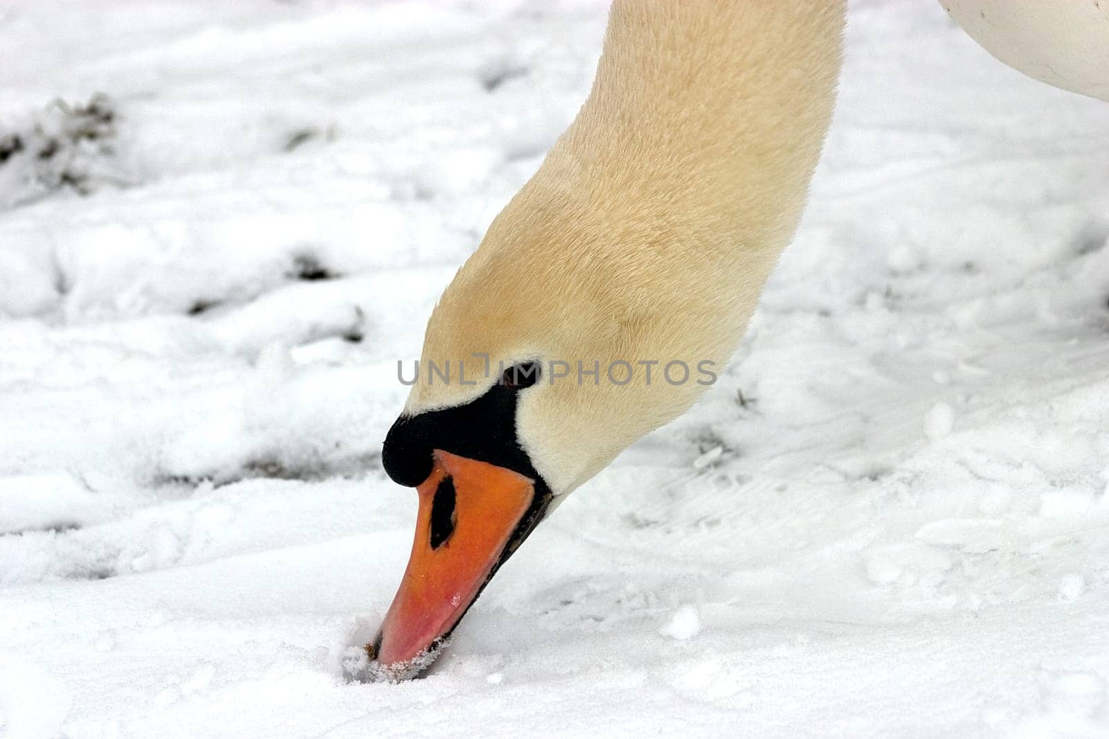 Goosehead 02