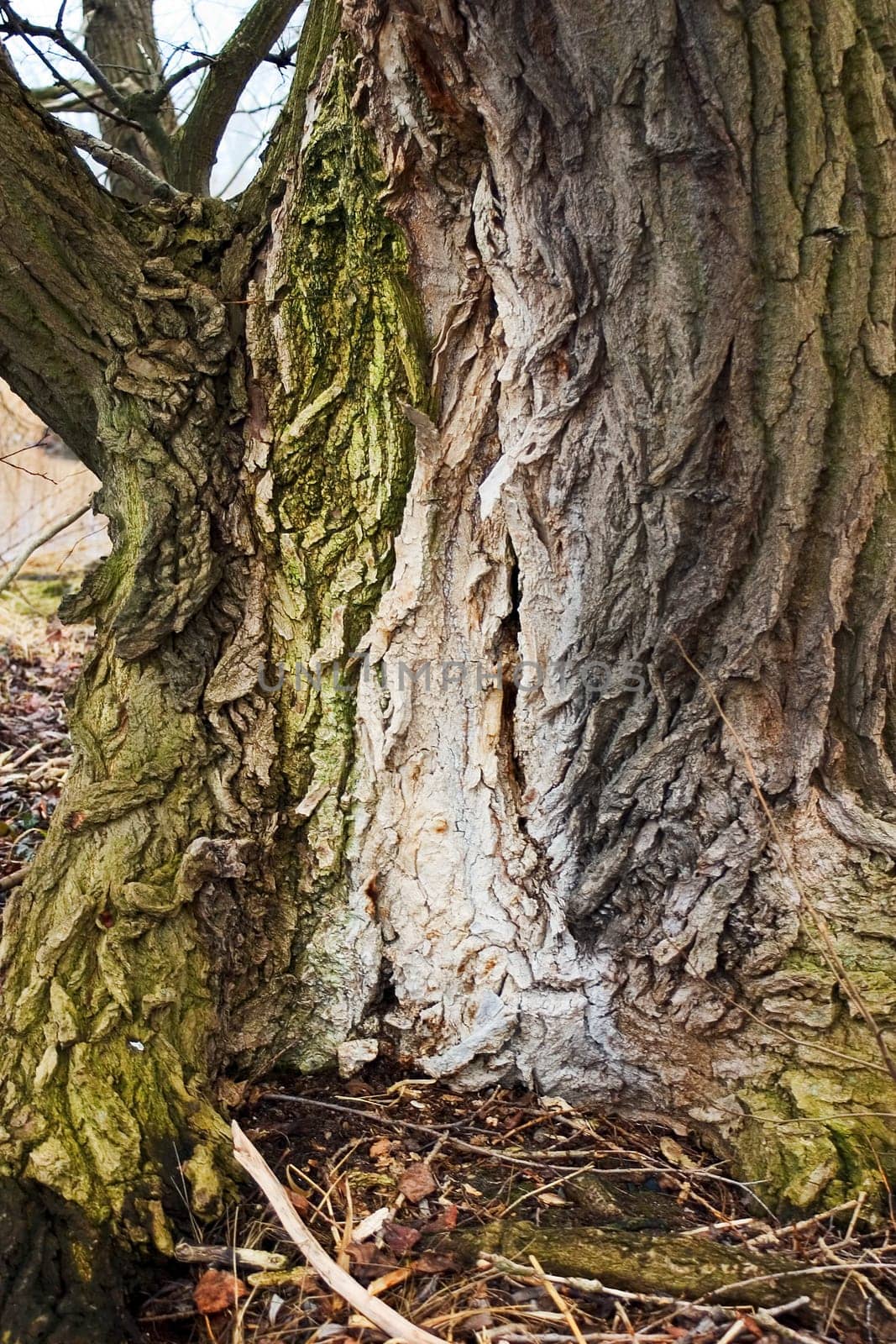 Trunk