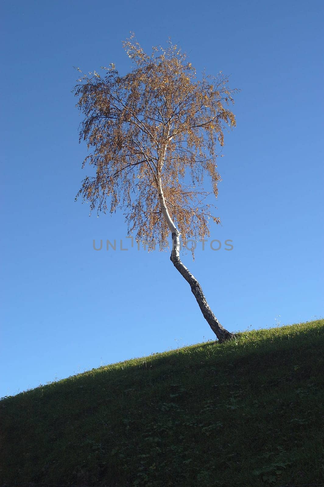 Birch