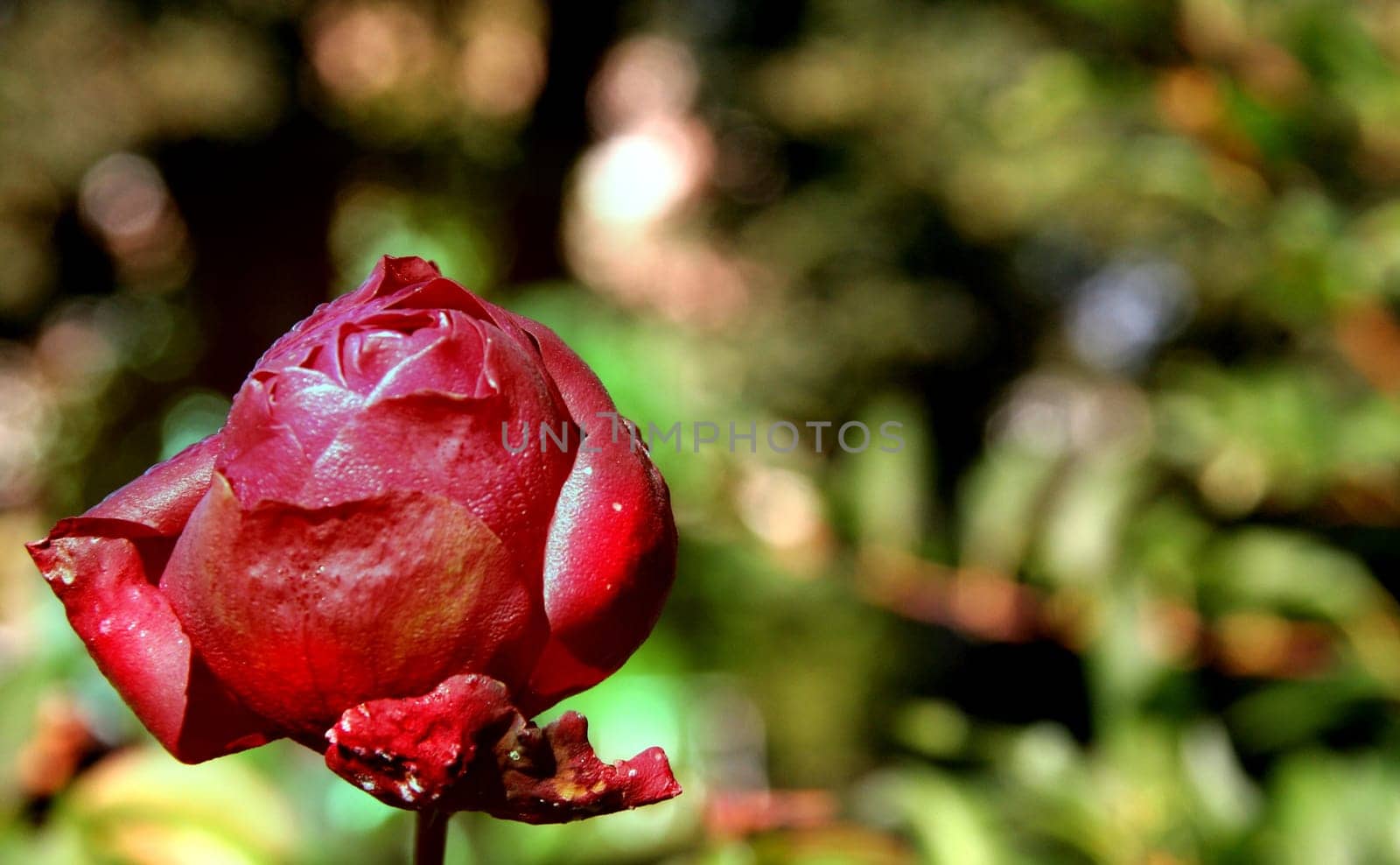 Autumn Rose 2