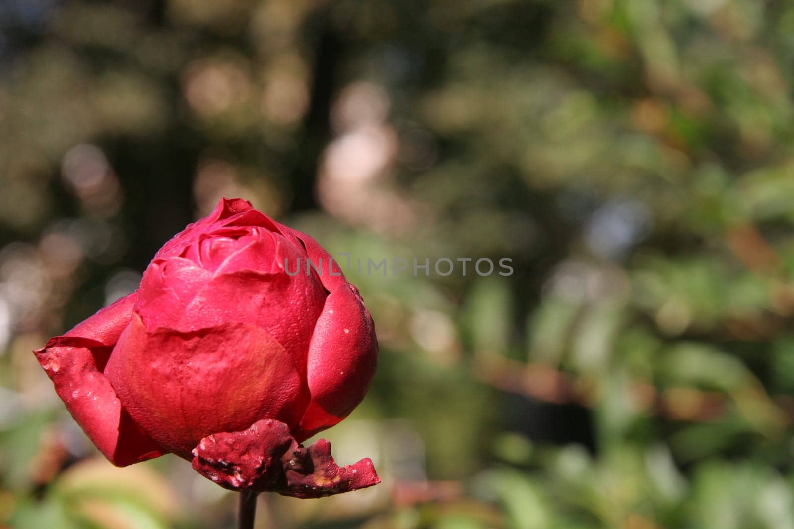 Autumn Rose 1