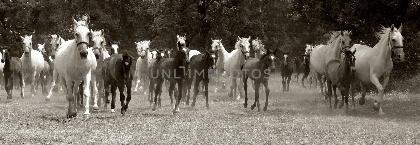 A herd of horses