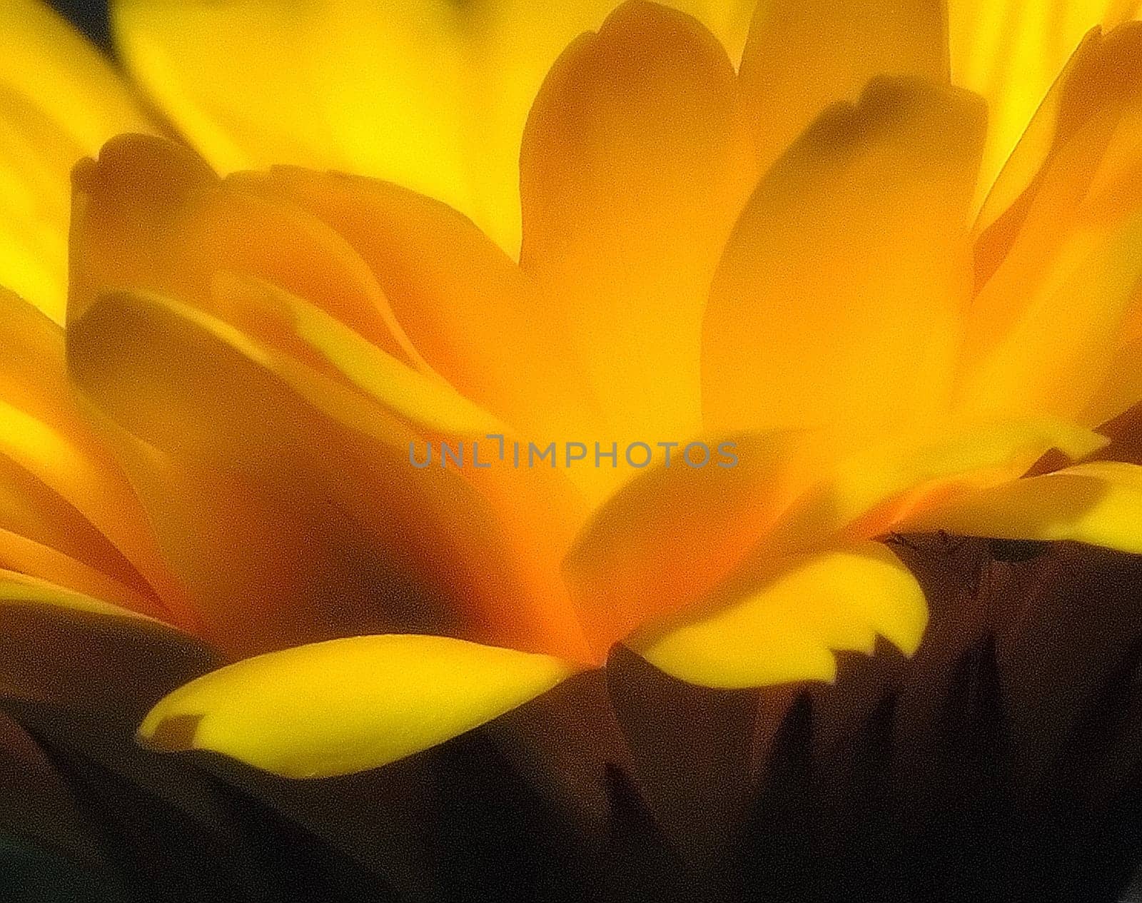 Marigold 12