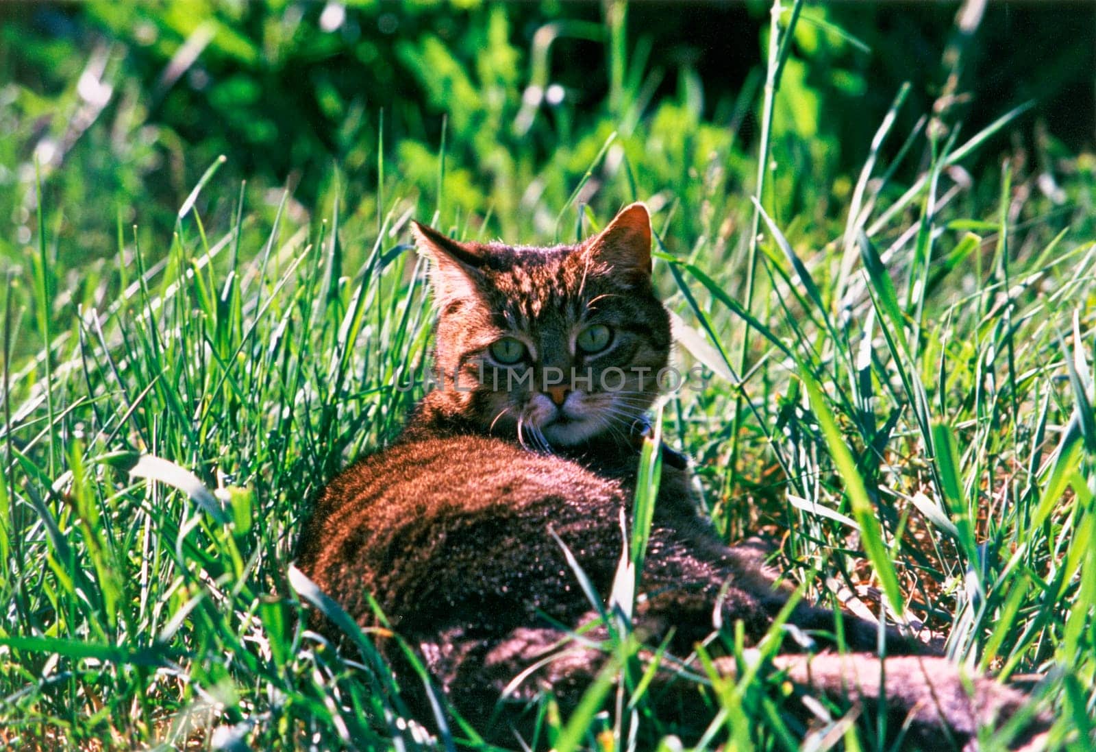 Cat3