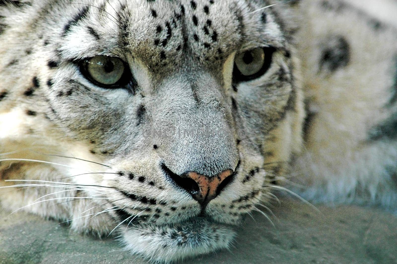 SNOW LEOPARD 2