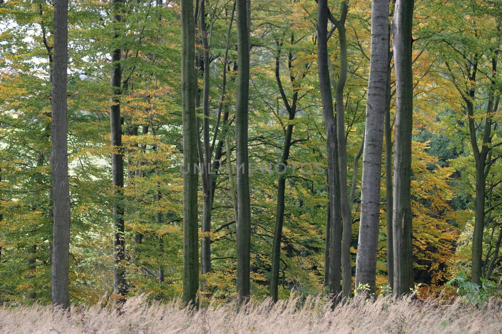 Beech forest in autumn