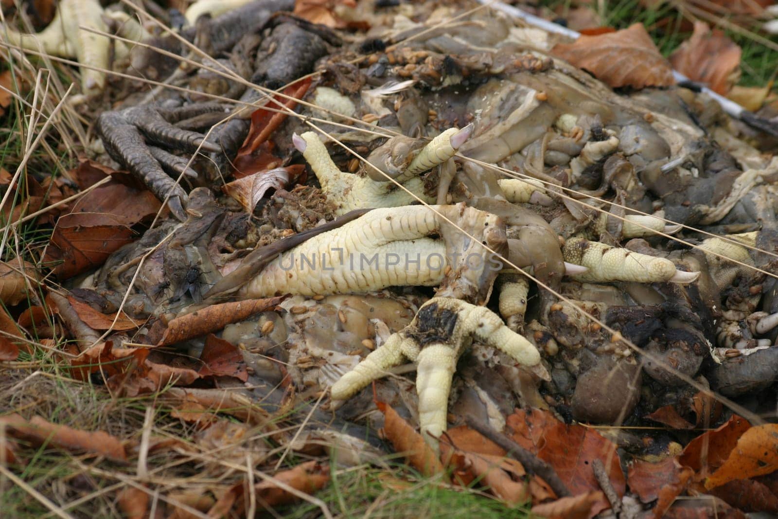 The consequences of the bird flu hysteria: illegal disposal of the remains of a chicken slaughter operation in the middle of our forest!
