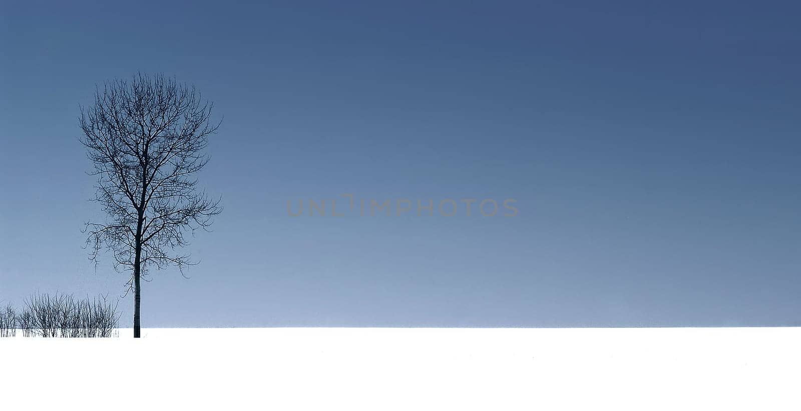 Winter Landscape 5