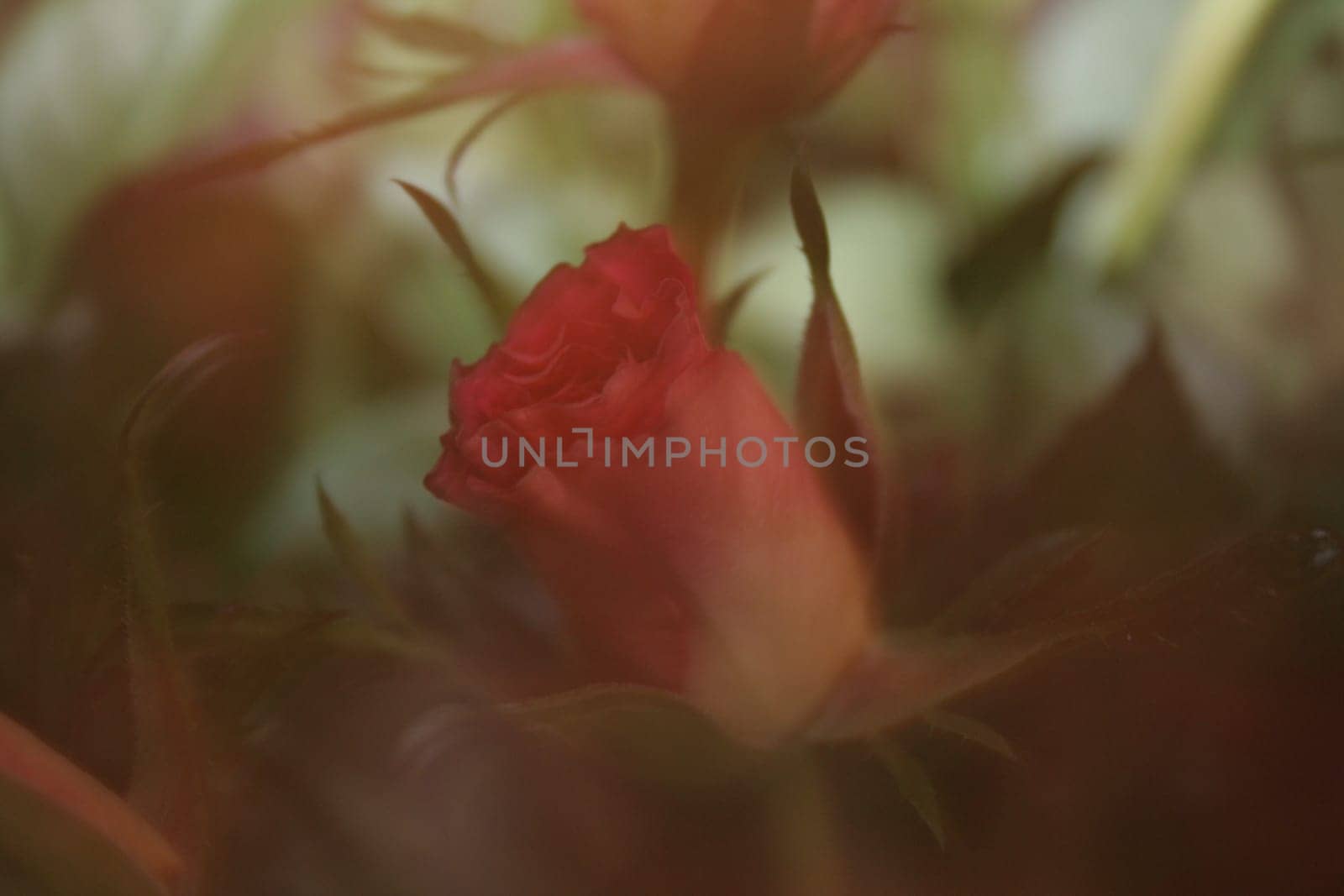 Rose magic
