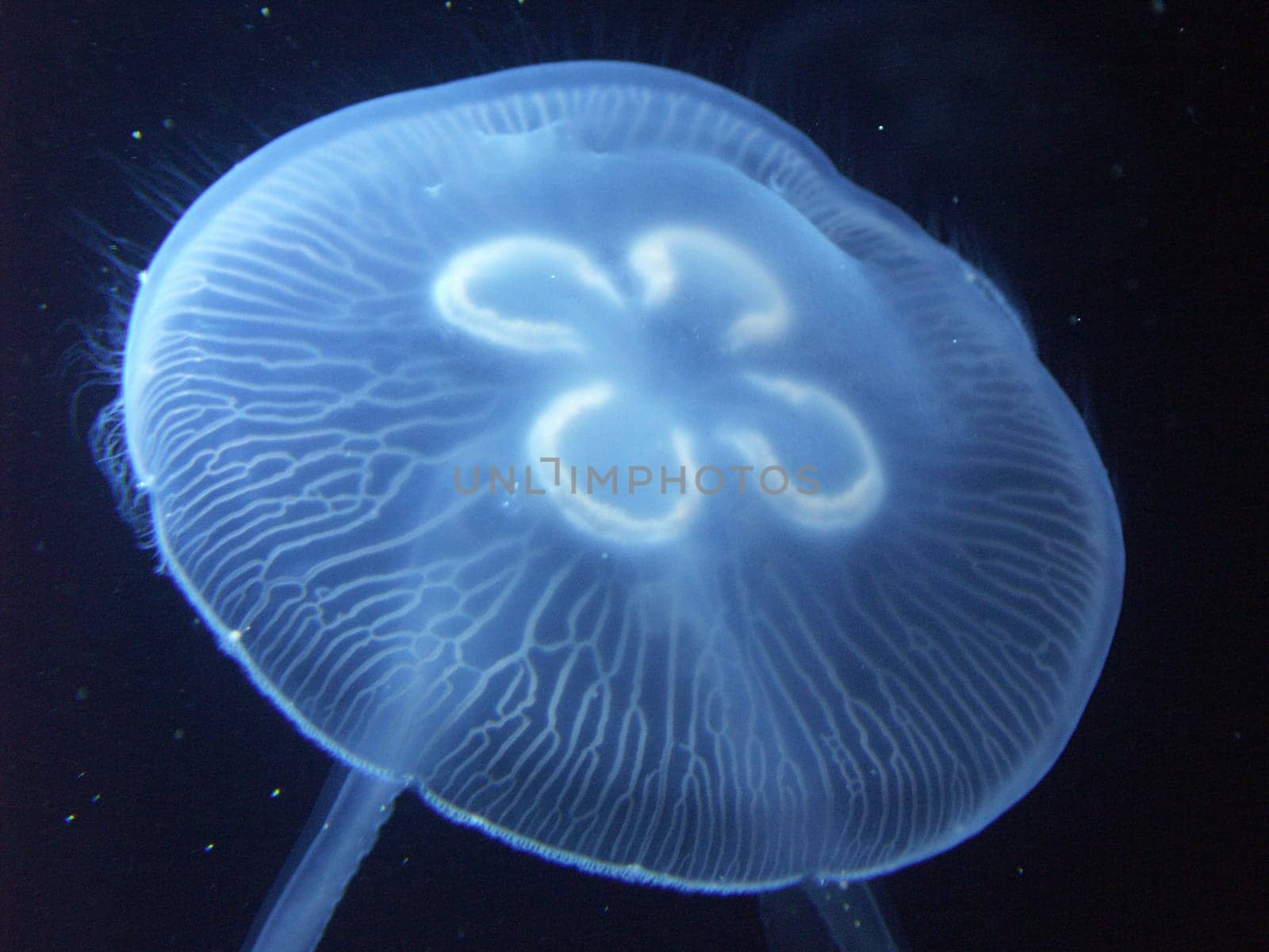 Jellyfish